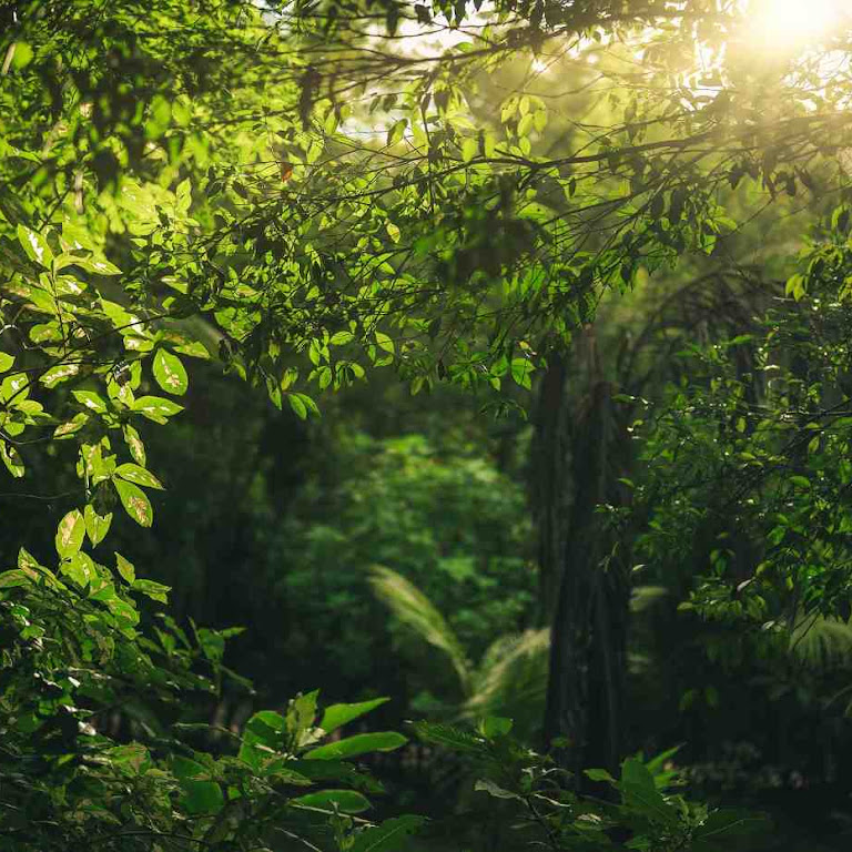 10 Endangered Species in Temperate Rainforests You May Not Have Heard Of